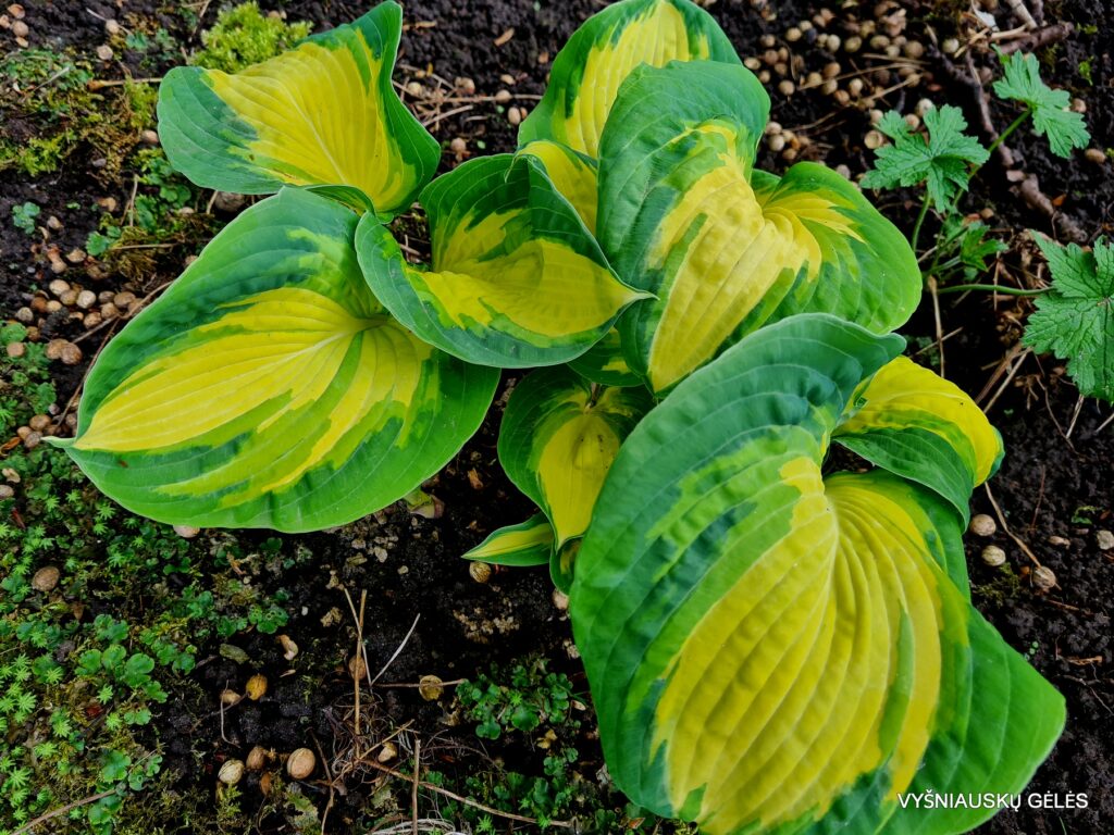 Great Expectations (3)