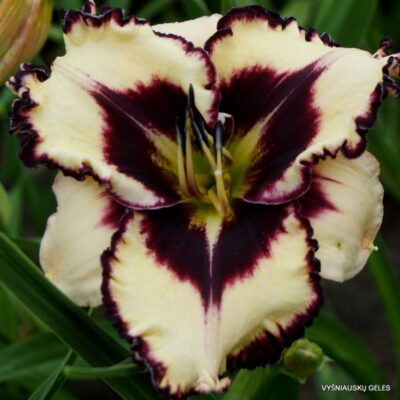 William Colby Jones (2)