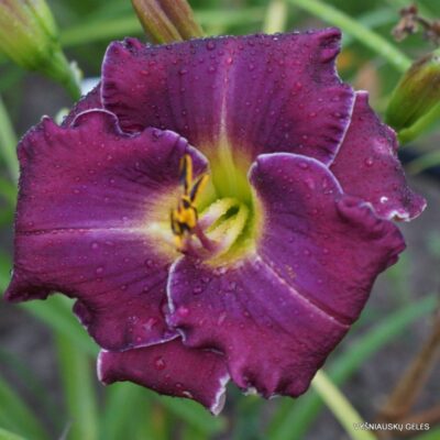 Window of Opportunity (2)