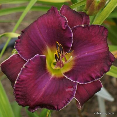 Window of Opportunity