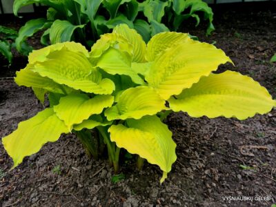 ‘Dawn’s Early Light’ (2)