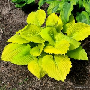 ‘Dawn’s Early Light’