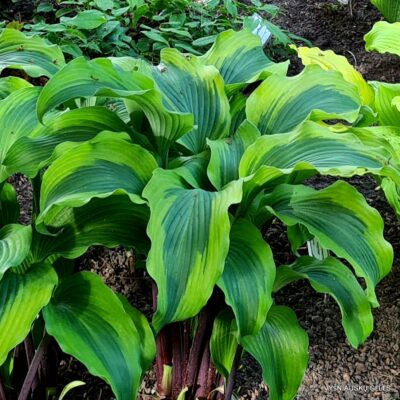 ‘Monkey Business’