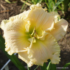 ‘White Unto Harvest’