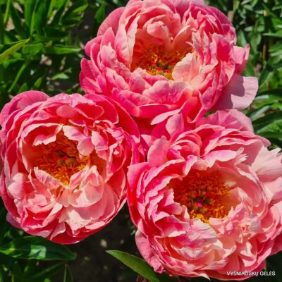 'Coral Charm'