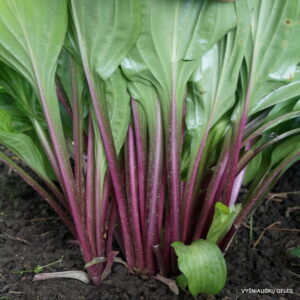 hosta Beet Salad