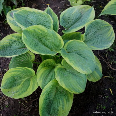 hosta Laura and Darrell