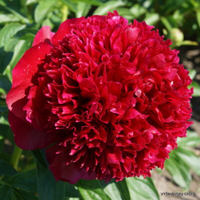 peonia red charm