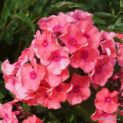 Phlox-‘Nikolai-Shchors‘-768x768