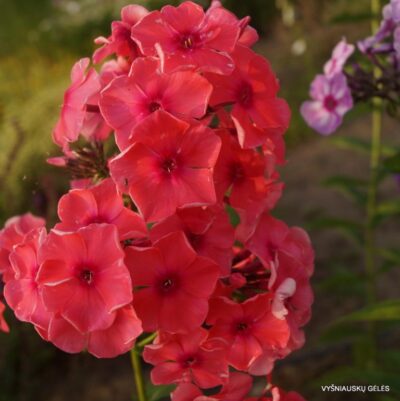 Phlox-‘Nikolai-Shiors‘-768x769