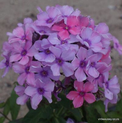 Phlox-‘Raiskoe-Utro‘-1-768x770
