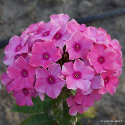 Phlox-‘Raiskoe-Utro‘-768x768