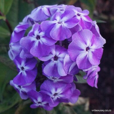 Phlox-‘Zatumannennyi‘-2-2-768x768
