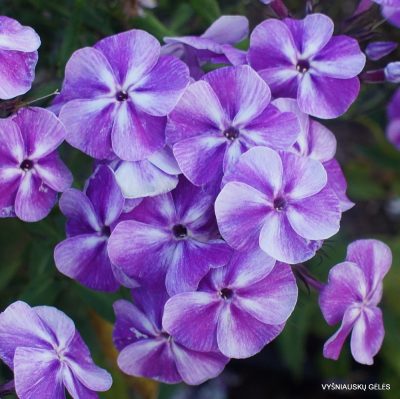 Phlox-‘Zatumannennyi‘-3-1-400x399