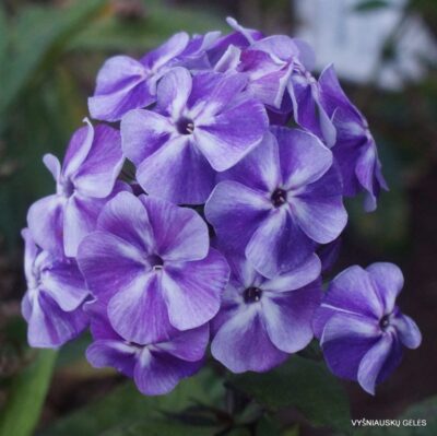 Phlox-‘Zatumannennyi‘-4-768x767