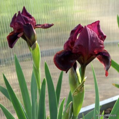 Black Cherry Truffle (2)