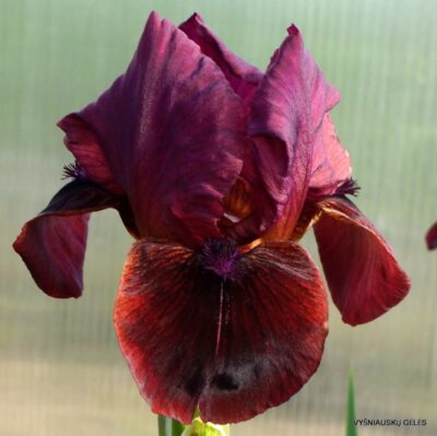 Black Cherry Truffle