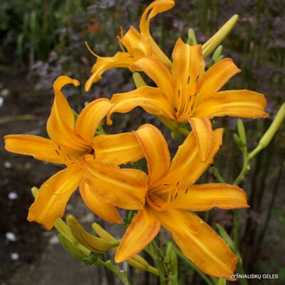 Boitzer Prairieherbst (2)