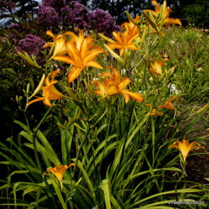 Boitzer Prairieherbst