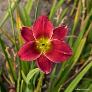 Chickens On The Porch