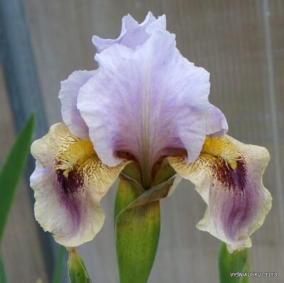 Conspiracy Theory (2)