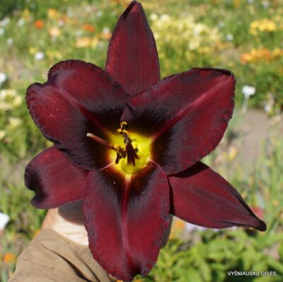 Dancing in the Rain (2)