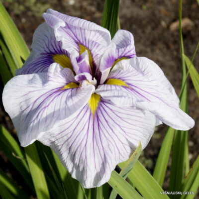 Greywoods Catrina (2)