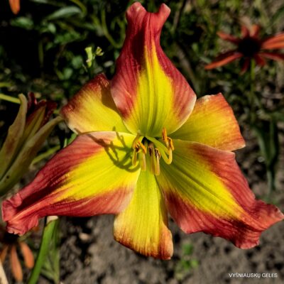 Holsteiner Comme Ci Comme Ca