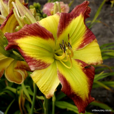 Holsteiner Comme Ci Comme Ca (2)