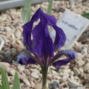 Iris alexeenkoi
