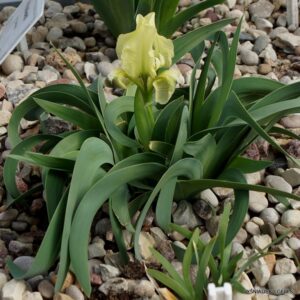Iris attica (clone 4)