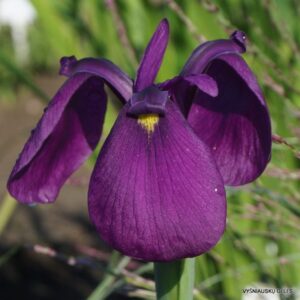 Iris ensata var. spontanea BSWJ8699