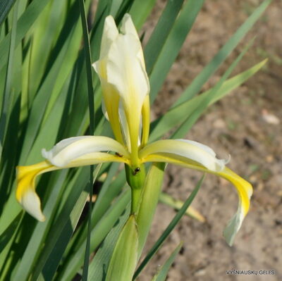 Iris halophila (2)