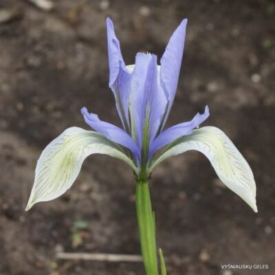 Iris lactea (2)