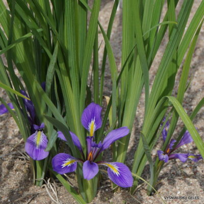 Iris ludwigii (2)