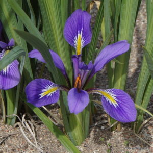 Iris ludwigii