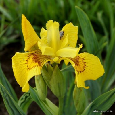 Iris maackii (2)