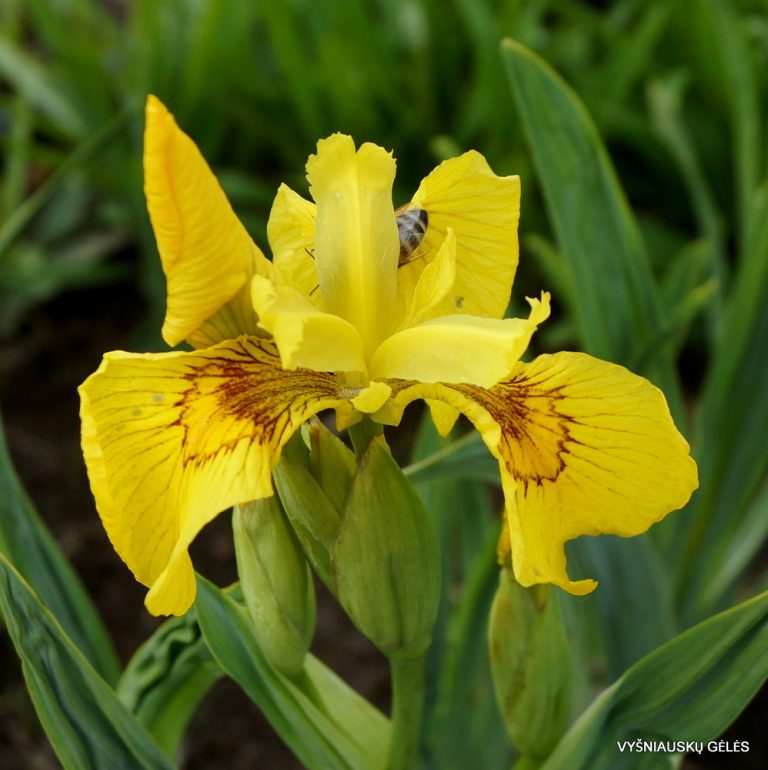 Iris maackii - Vyšniauskų gėlės