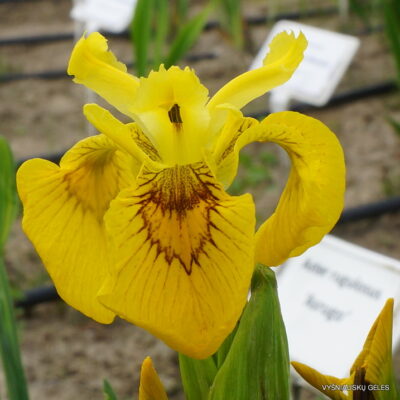 Iris maackii