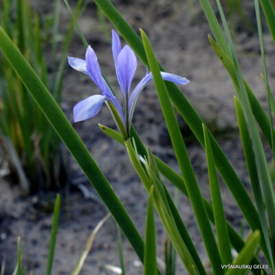 Iris oxypetala (2)