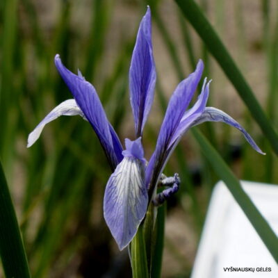 Iris oxypetala