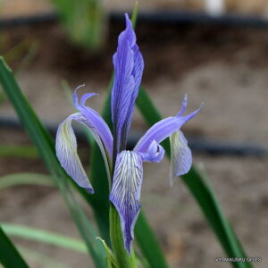 Iris oxypetala (clone 1)