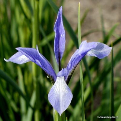 Iris oxypetala (clone 3)