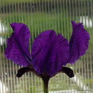 Iris paradoxa f. paradoxa