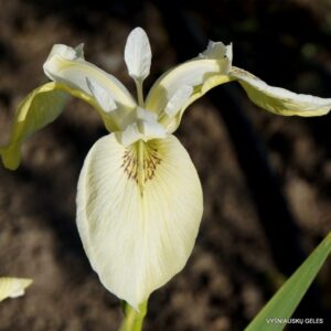 Iris pseudacorus ‘Ivory’