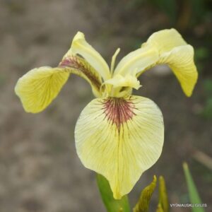 Iris pseudacorus ‘Kelis Choice’