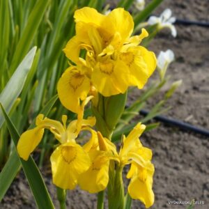 Iris pseudacorus ‘Wychwoods Multifloral’