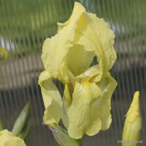 Iris purpureobracteata