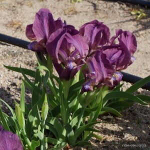 Iris reichenbachii (clone 5)