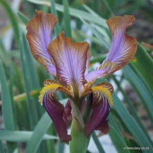 Iris stolonifera ‘Zwanenburg Beauty